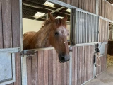 Poney club