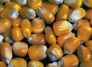 Comme Bayer, Stine mise sur le « short corn »