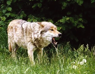 Loup : la Convention de Berne valide le déclassement du statut de protection