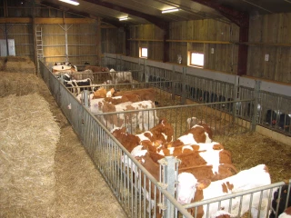 Les prix des broutards et des veaux laitiers mettent l’engraissement sous tension