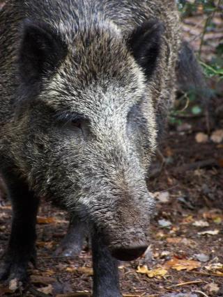 Les projets des chasseurs pour structurer la filière
