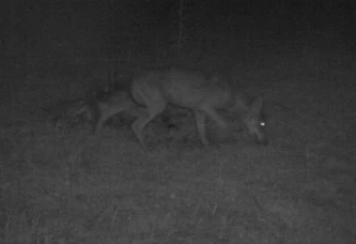 Déclassement du loup : une première étape franchie